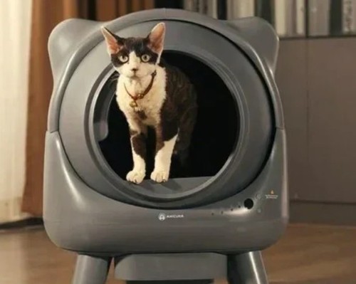 Cura lettiera gatto - cura,